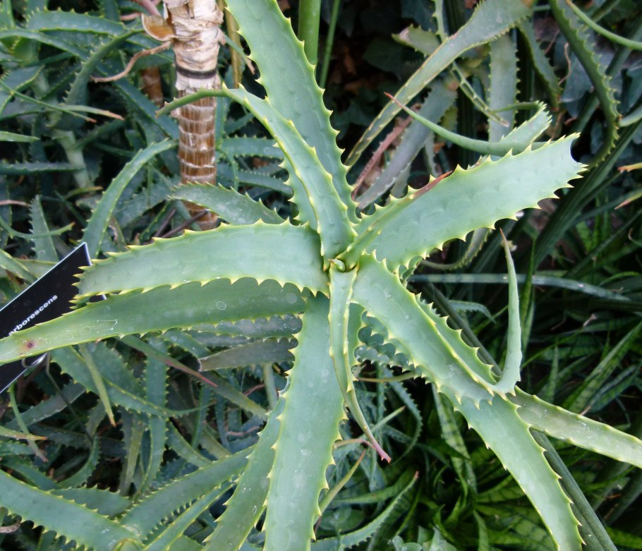 Алоэ Вера древовидное столетник