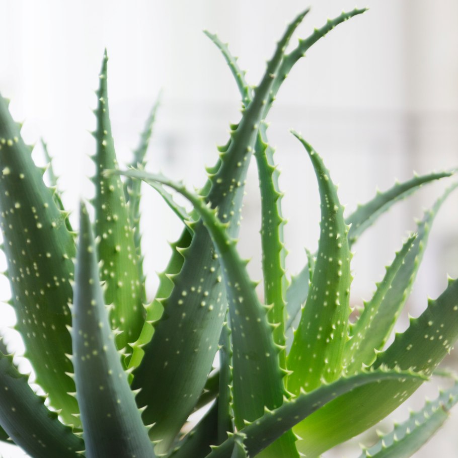 Алоэ arborescens