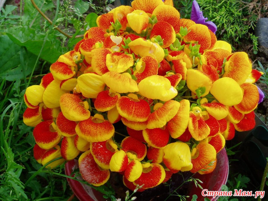 Кальцеолярия двухцветковая