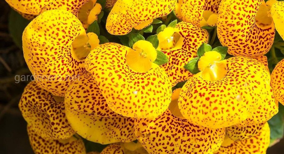 Кальцеолярия на белом фоне