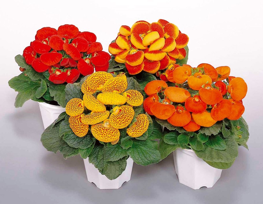 Кальцеолярия цветок Сансет