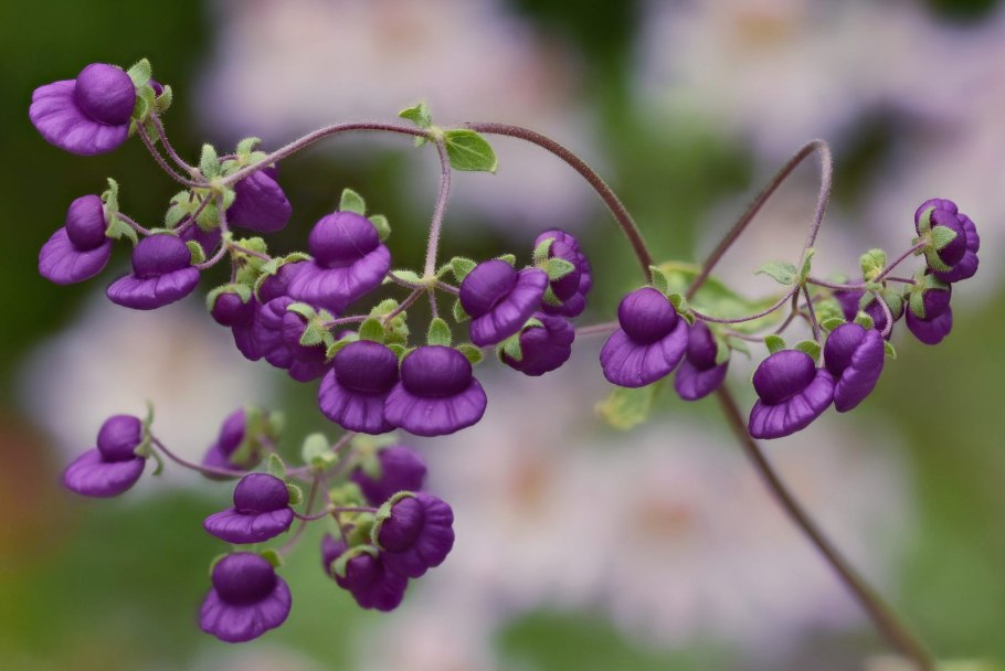 Кальцеолярия biflora