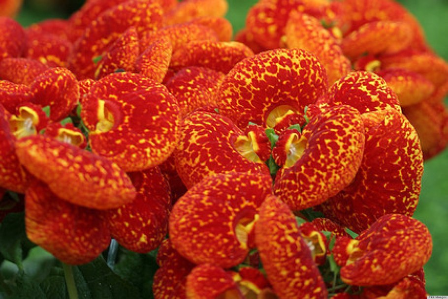 Кальцеолярия пурпурная