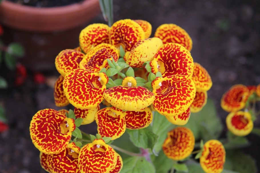 Кальцеолярия морщинистая