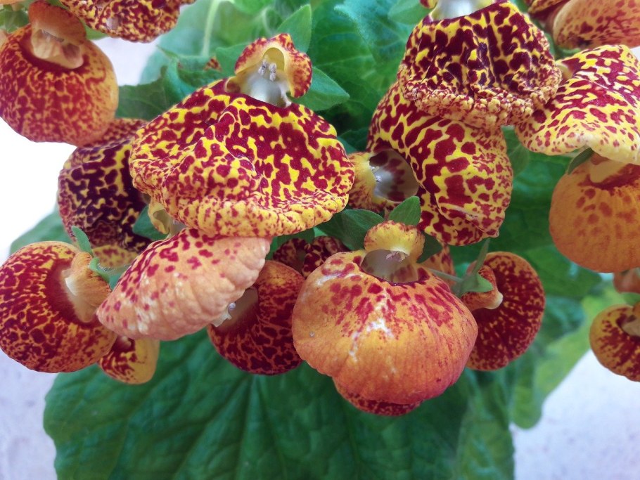 Кальцеолярия гибридная