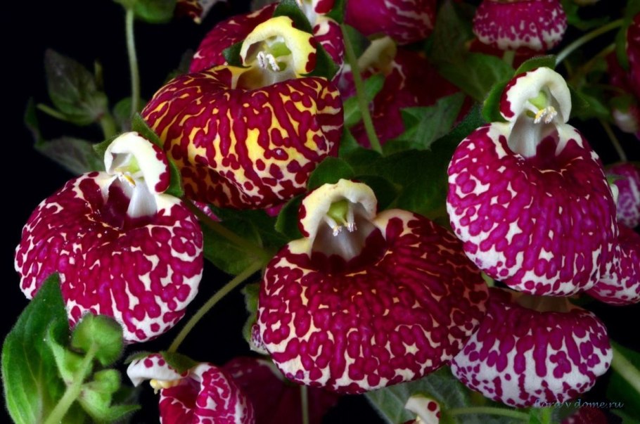 Кальцеолярия f1 Сансет