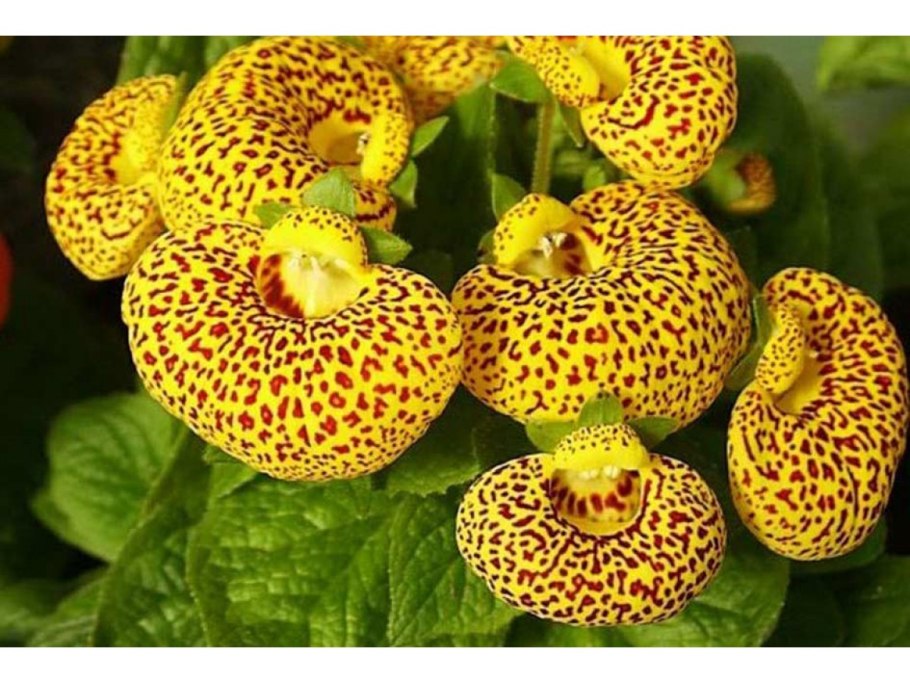 Кальцеолярия башмачки смесь