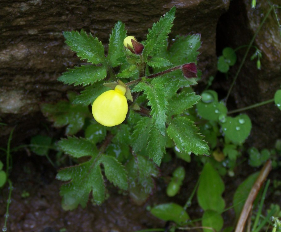Кальцеолярия Мексиканская