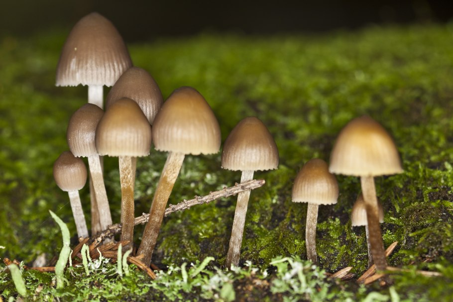 Psilocybe semilanceata