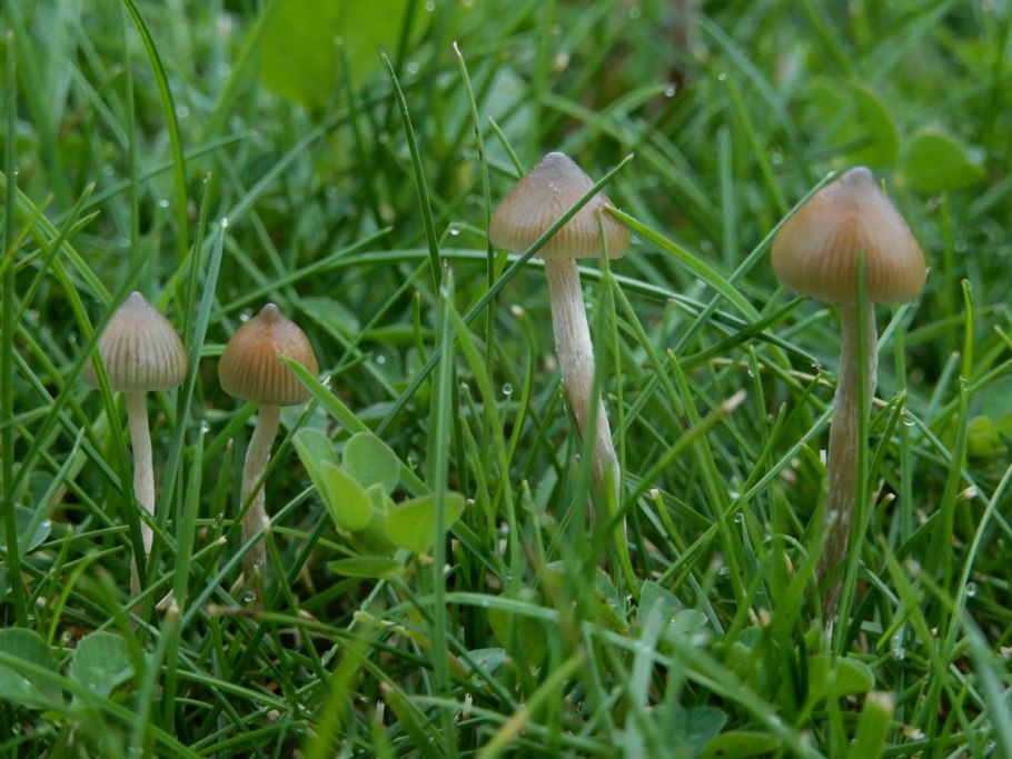 Psilocybe semilanceata
