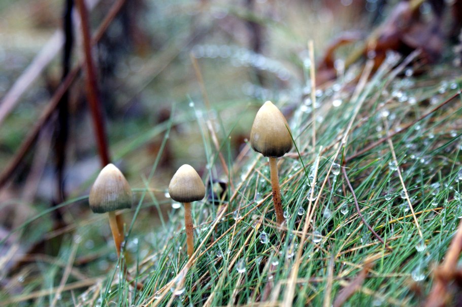 Гриб псилоцибе полуланцетовидная