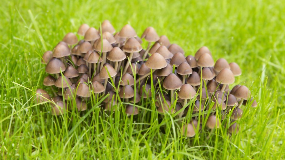 Псилоцибе мексикана