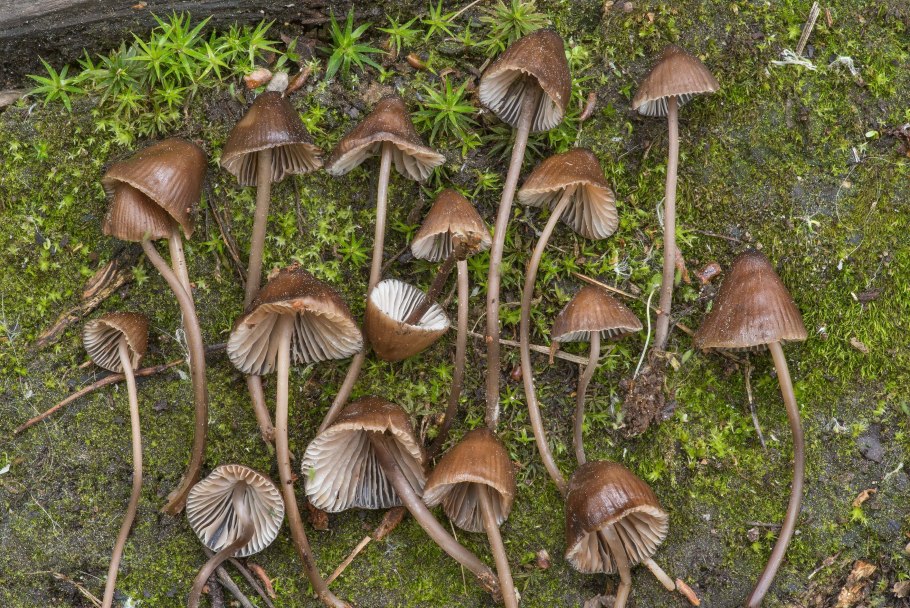 Mycena грибы псилоцибы