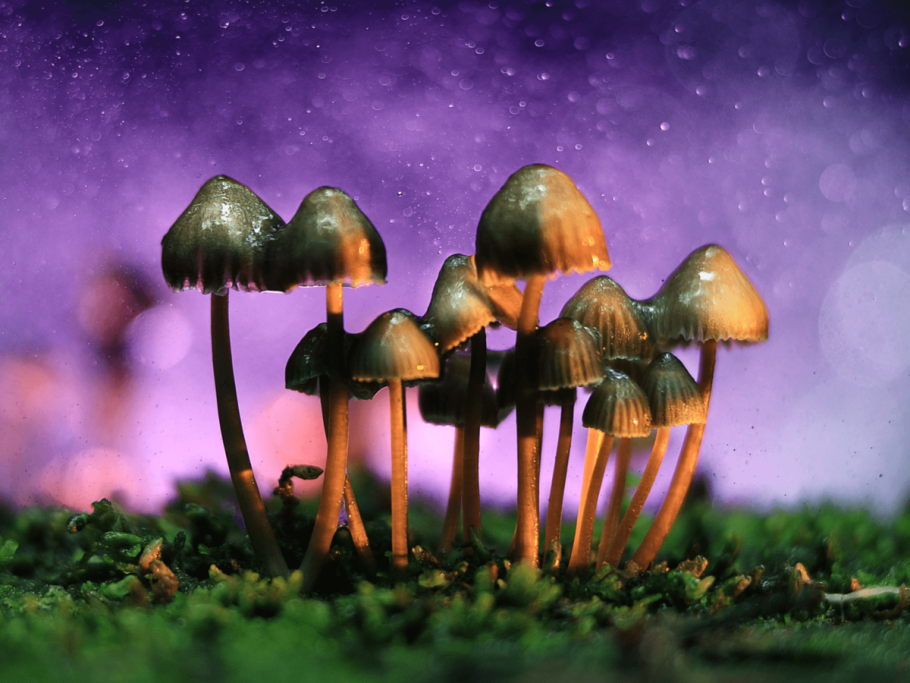 Псилоцибе Семиланцеата