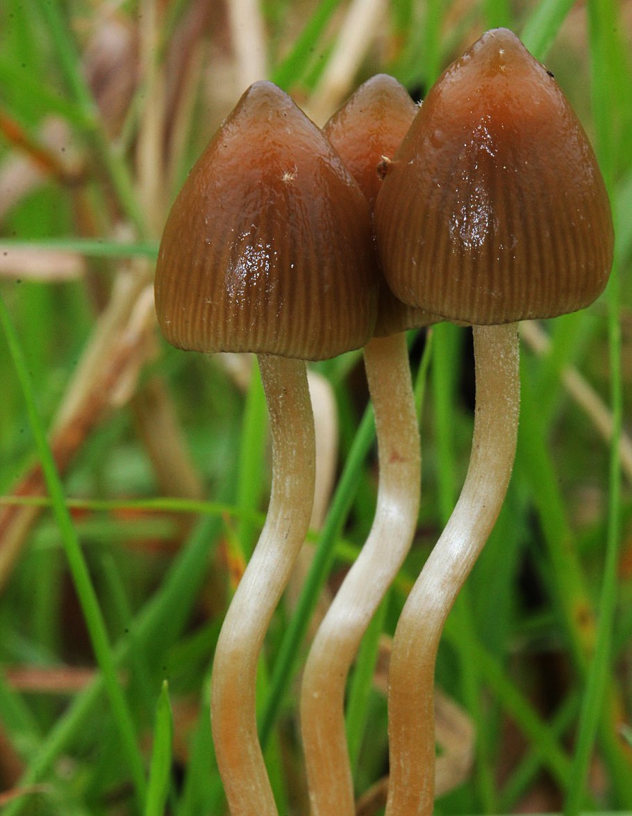Псилоцибе полуланцетовидная