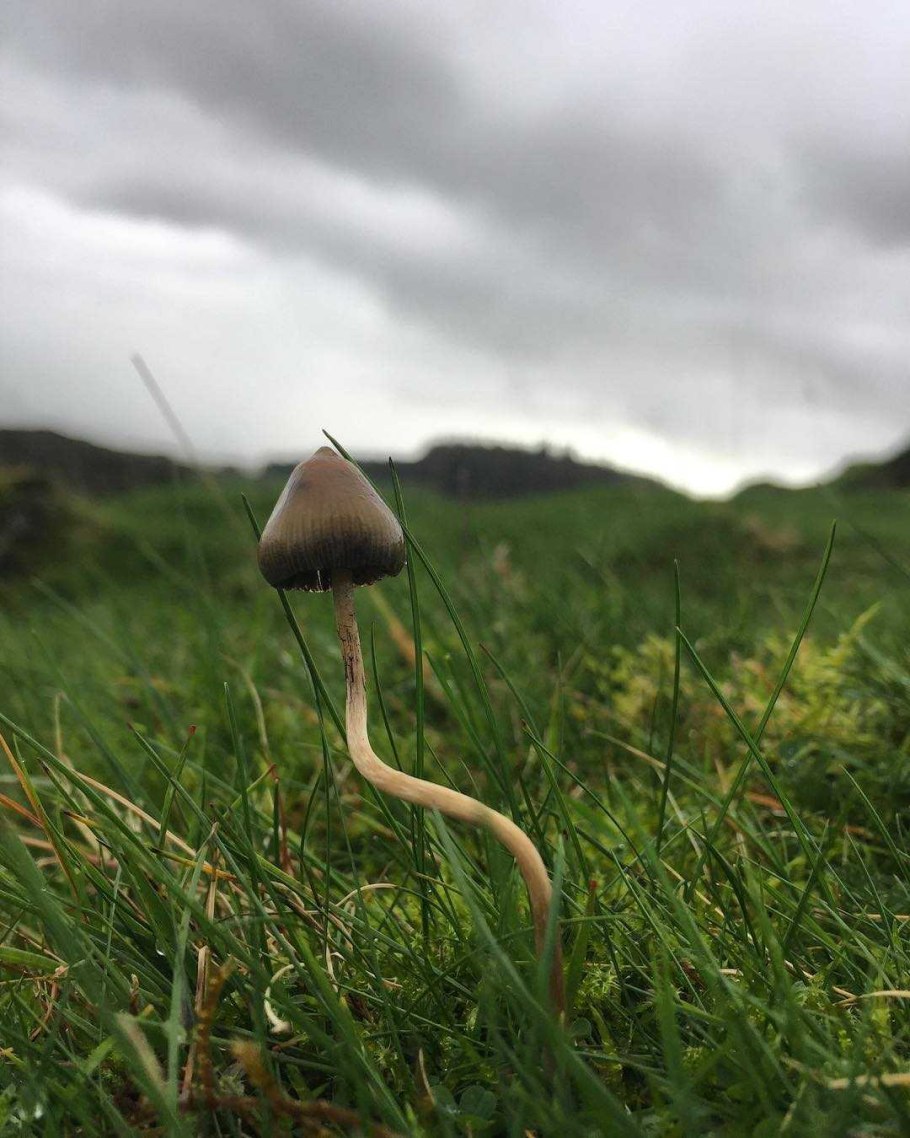 Psilocybe semilanceata
