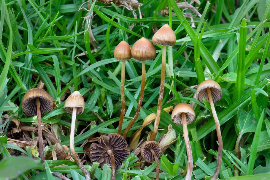 Псилоцибе плёнчатая (Psilocybe pelliculosa)