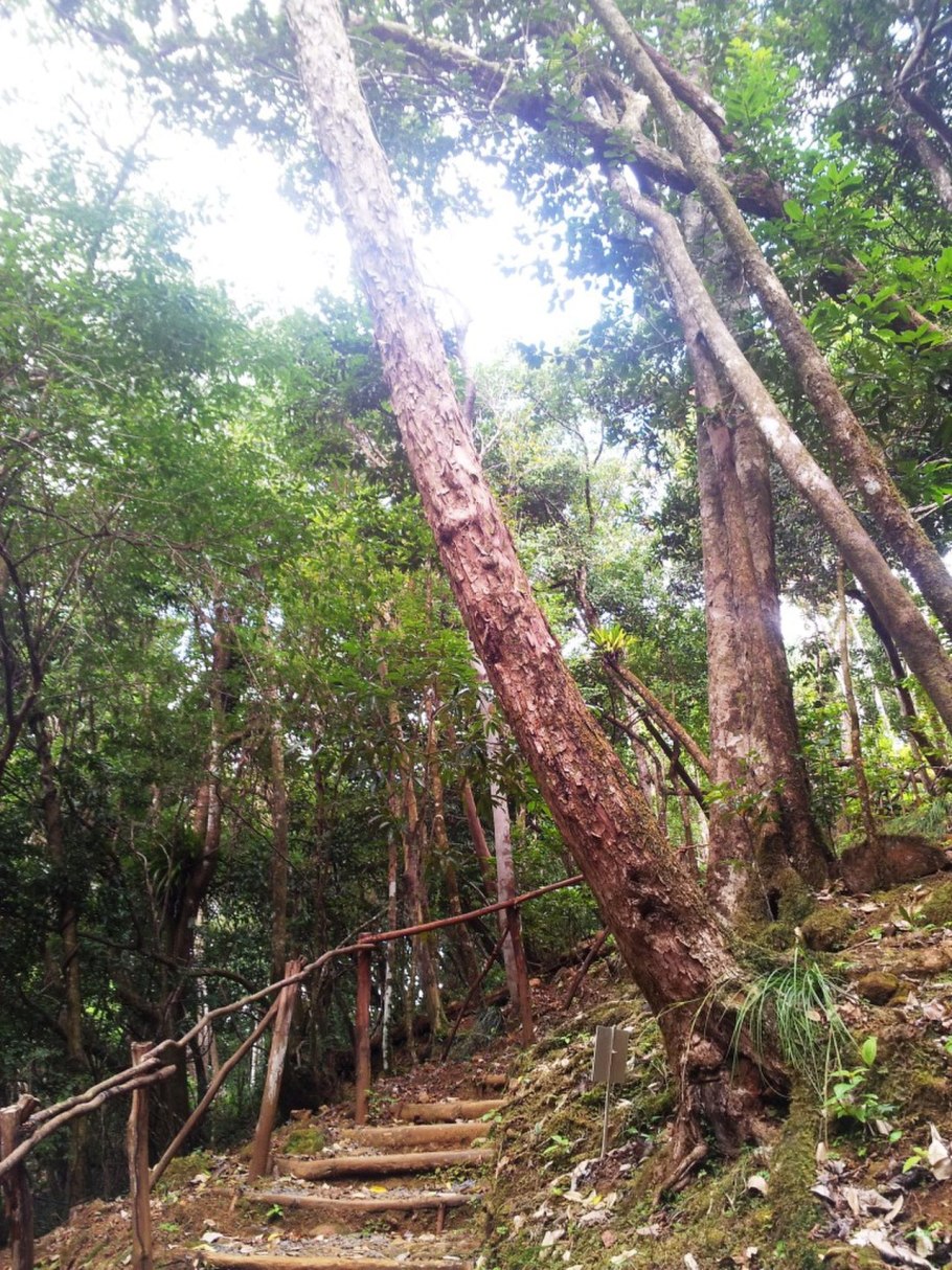 Колесо зубчатое коническое ФД-567.01.002