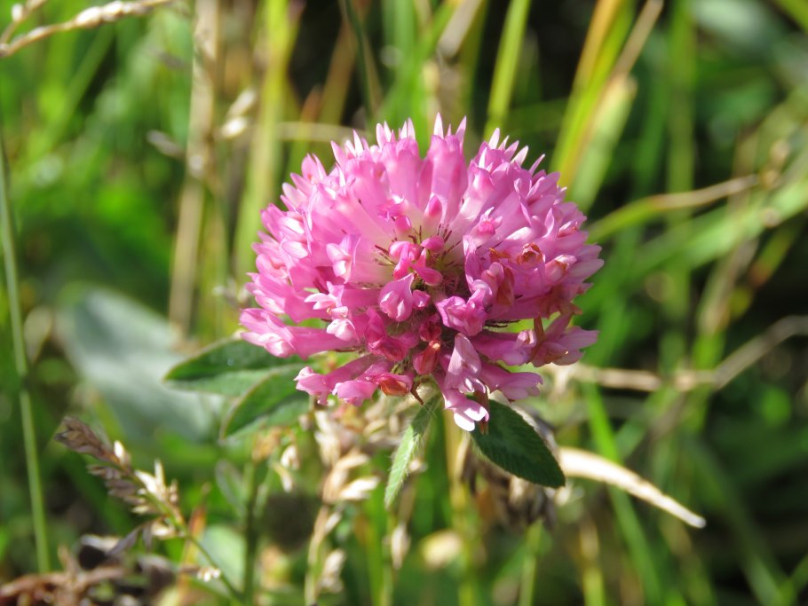 Клевер Луговой Trifolium praténse