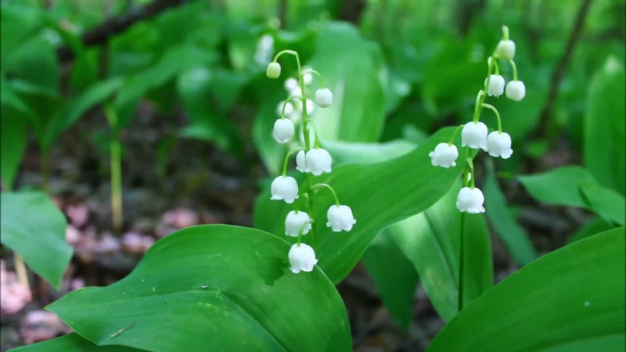 Растения леса Ландыш