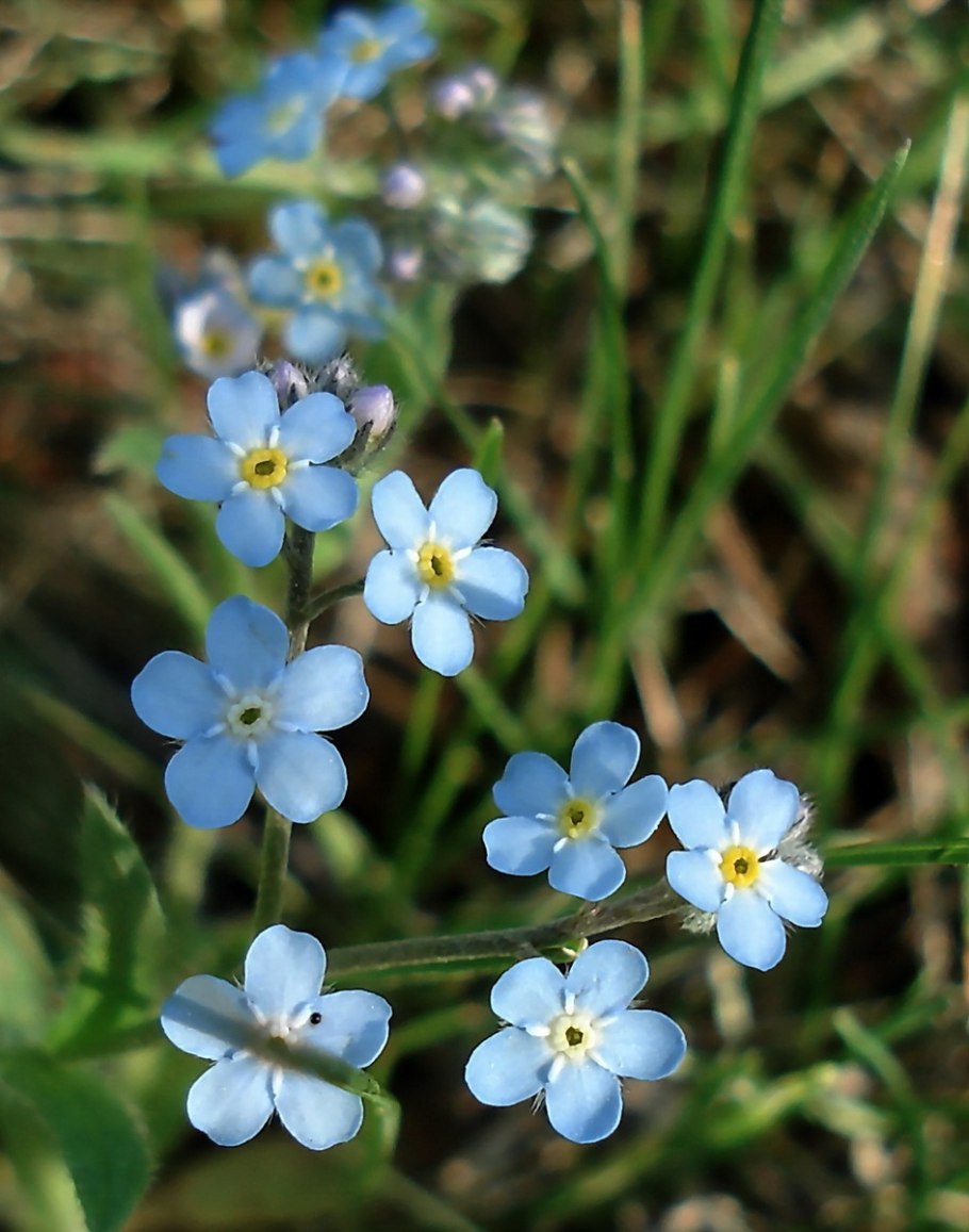 Дикорастущие растения России