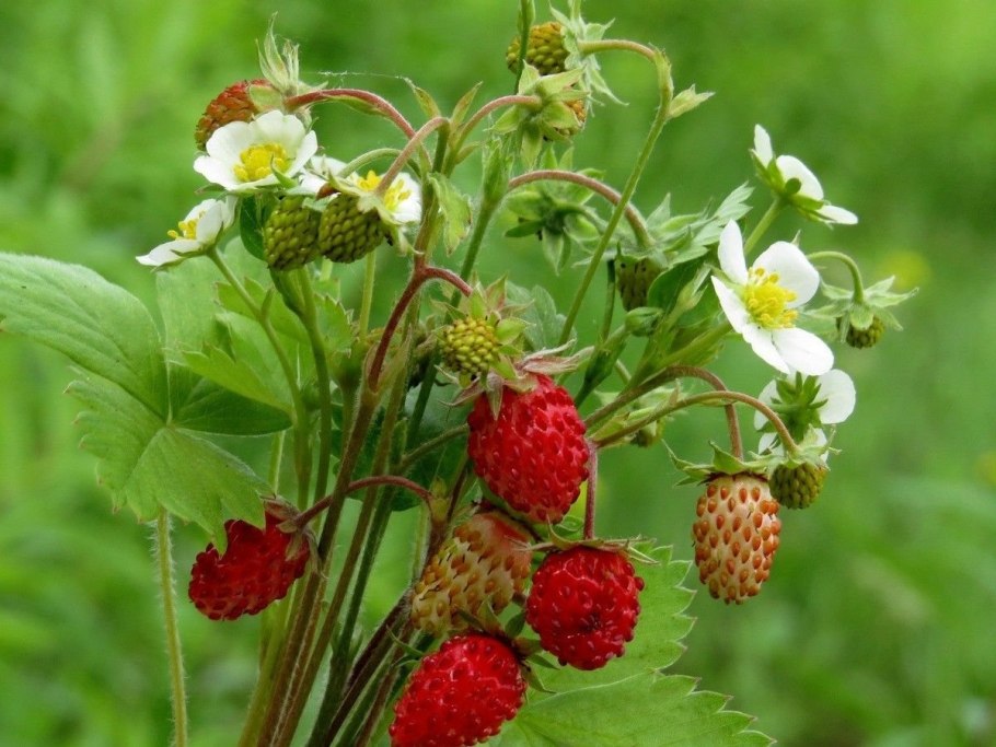 Сорняк фиолетового цвета