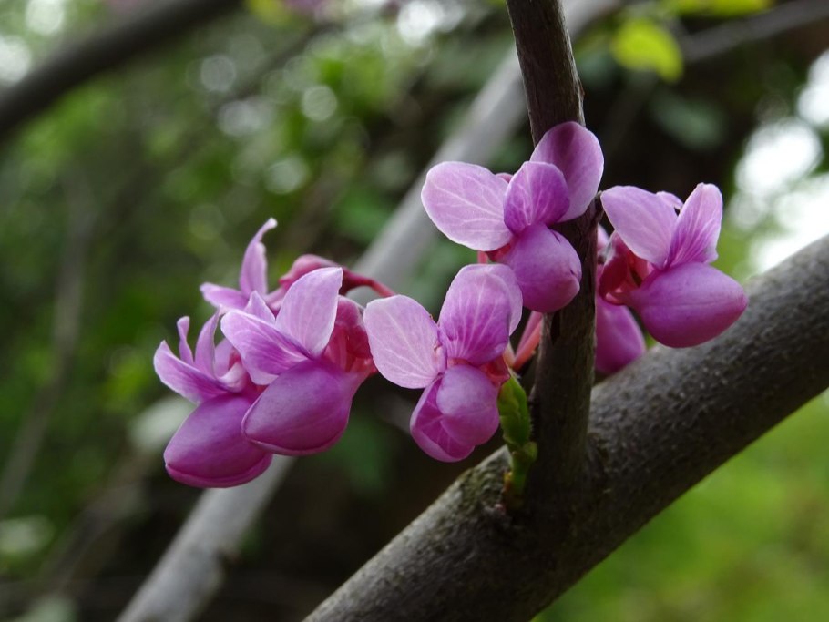 Церцис канадский (багрянник)