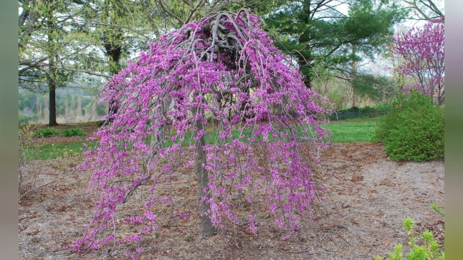 Церцис канадский (багрянник)