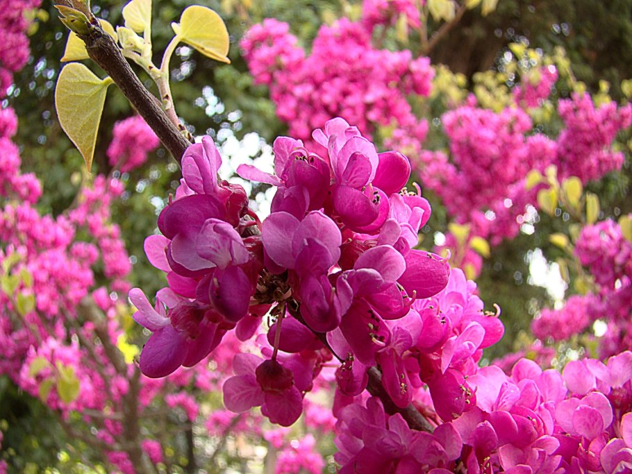 Церцис (багряник Европейский, Иудино дерево)