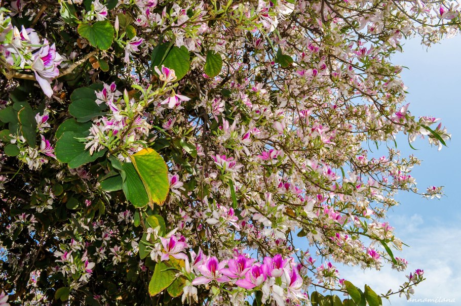 Баухиния пурпурная (purpurea)