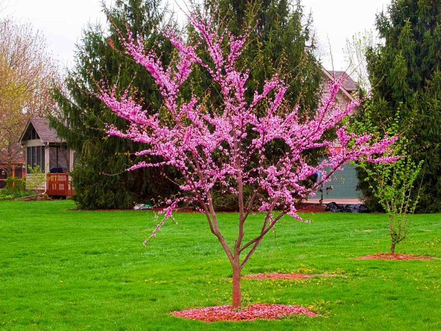 Cercidiphyllum japonicum 'Raspberry