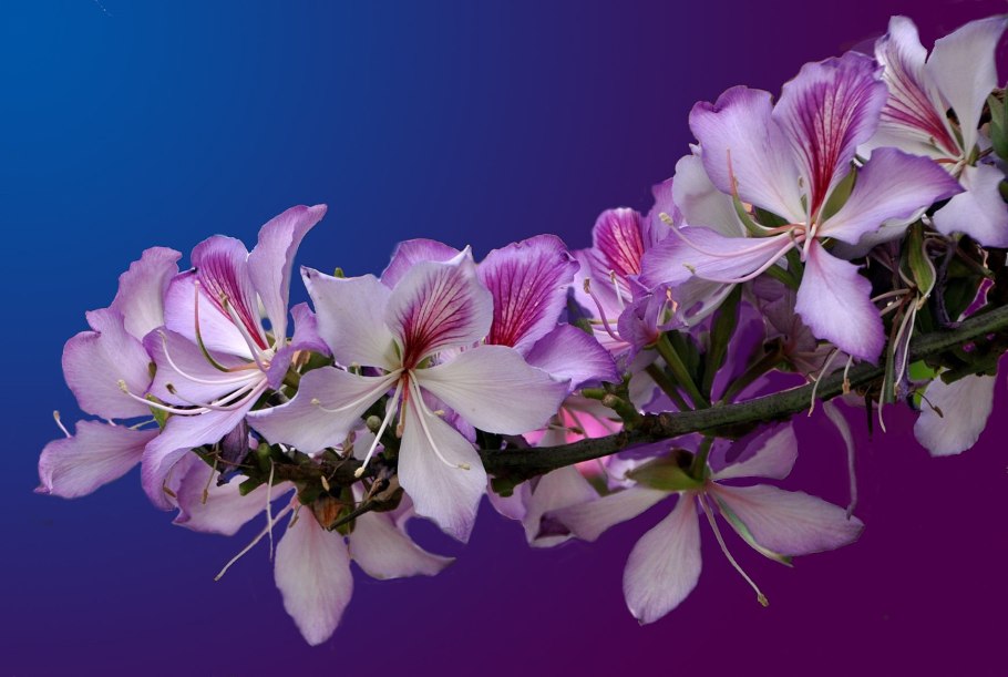 Баухиния плоды