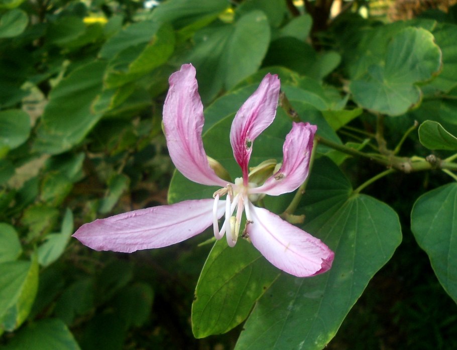 Баухиния (плазма) пурпурная