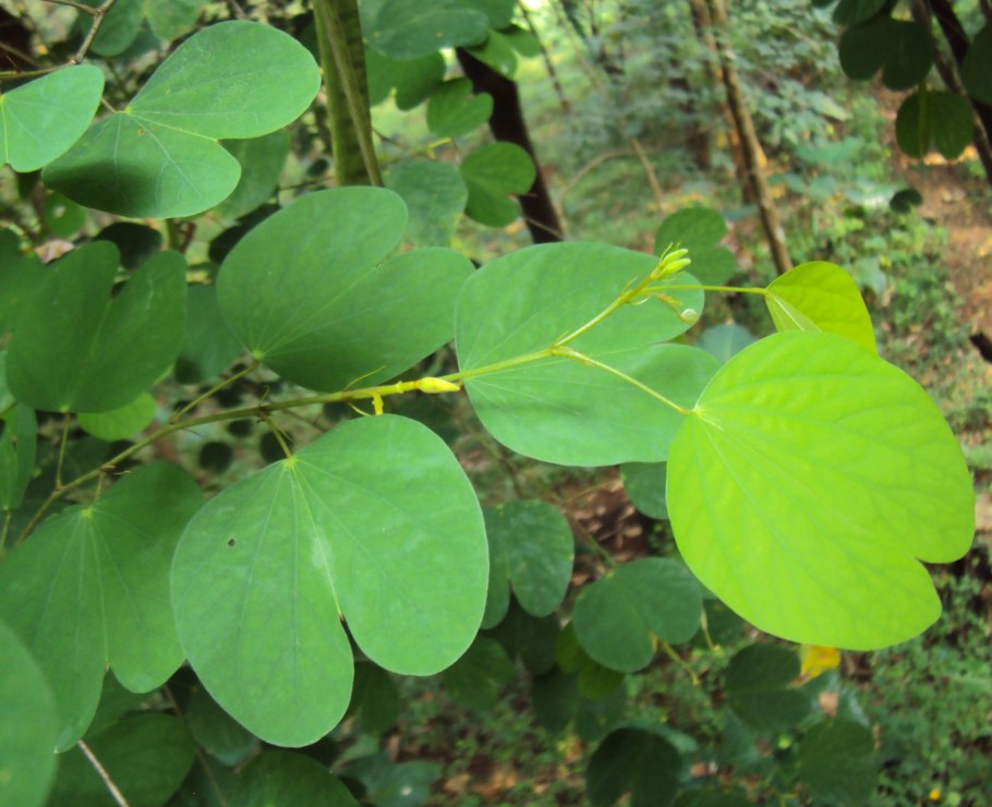 Баухиния орхидейное дерево (пурпурная) 3 шт.