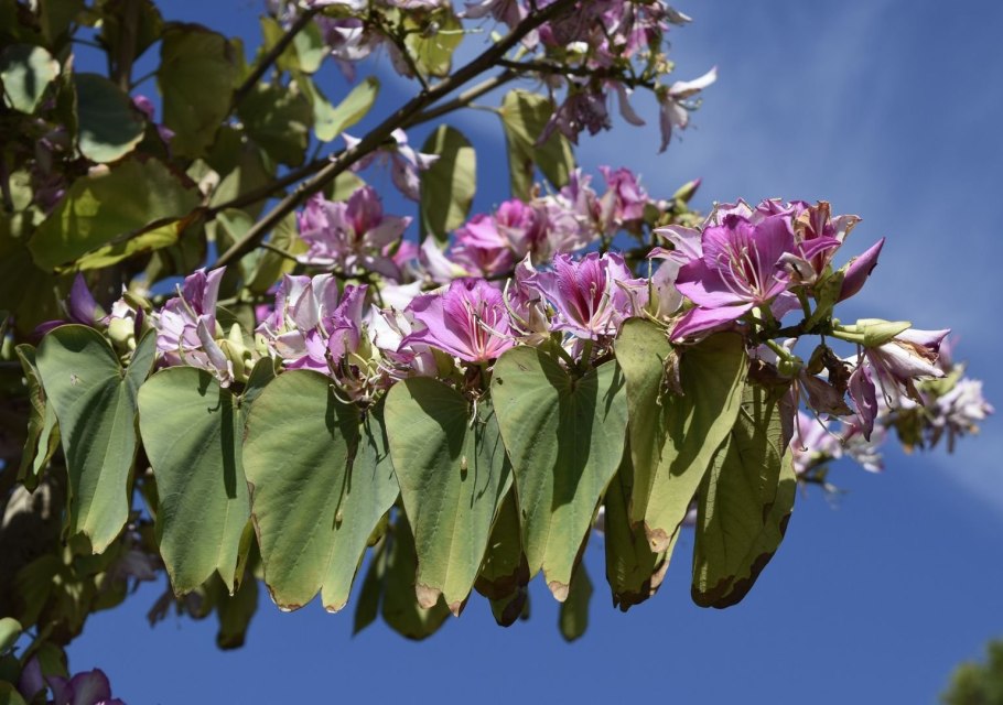 Bauhinia purpurea