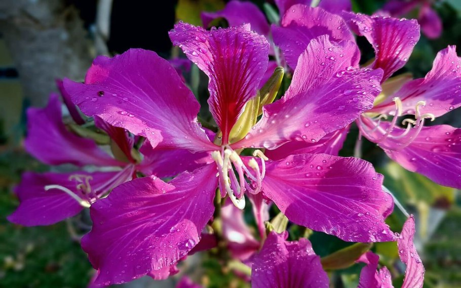 Баухиния листья