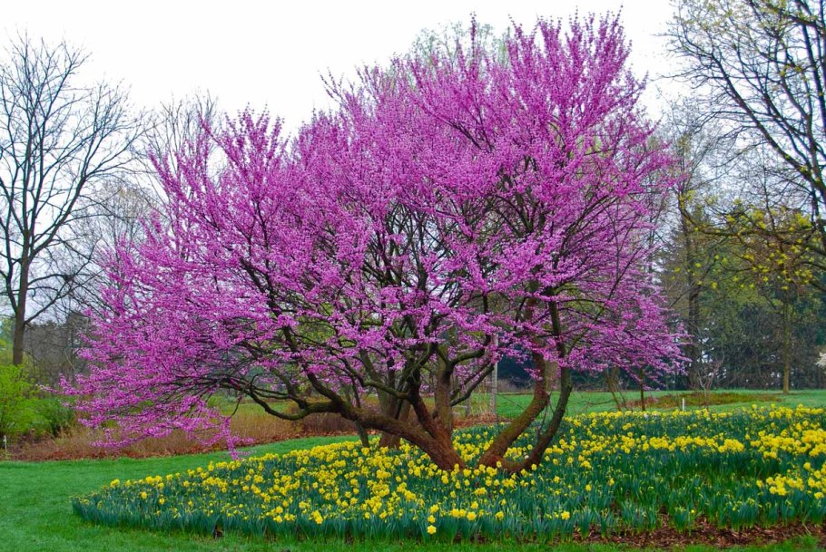 Церцис Лавандер Твист