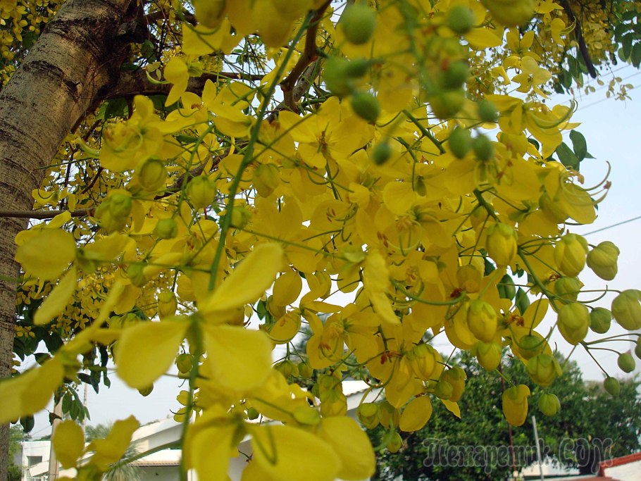 Багряник японский