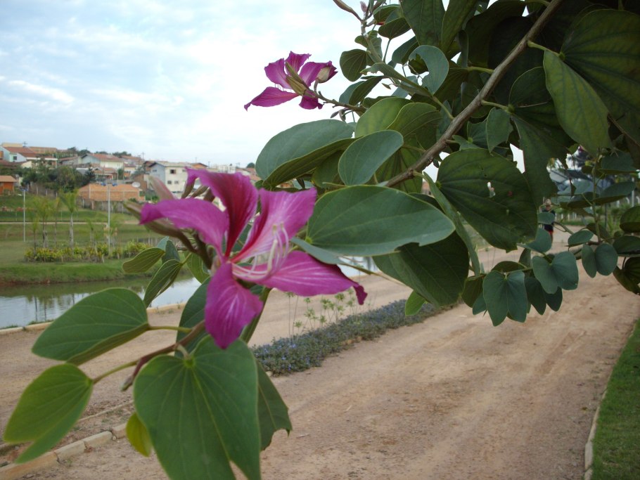 Баухиния орхидейное дерево