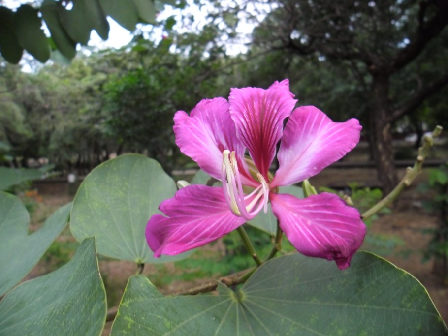 Багряник Иудино дерево