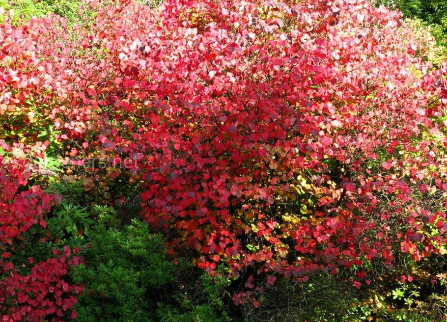 Cercidiphyllum Magnificum