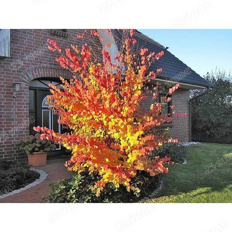 Багрянник Европейский Иудино дерево