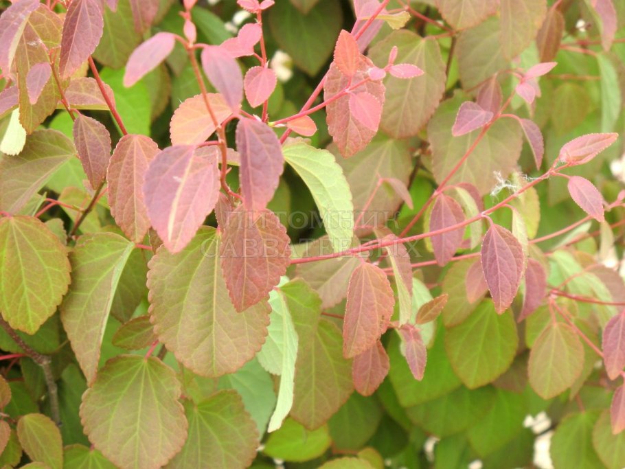 Баухиния листья