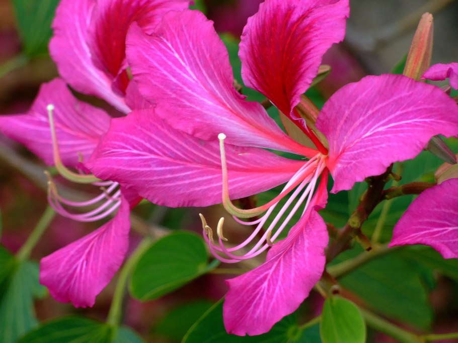 Баухиния орхидейное