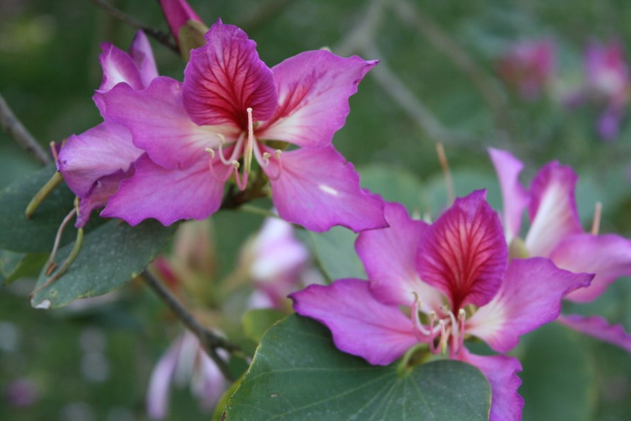 Bauhinia blakeana