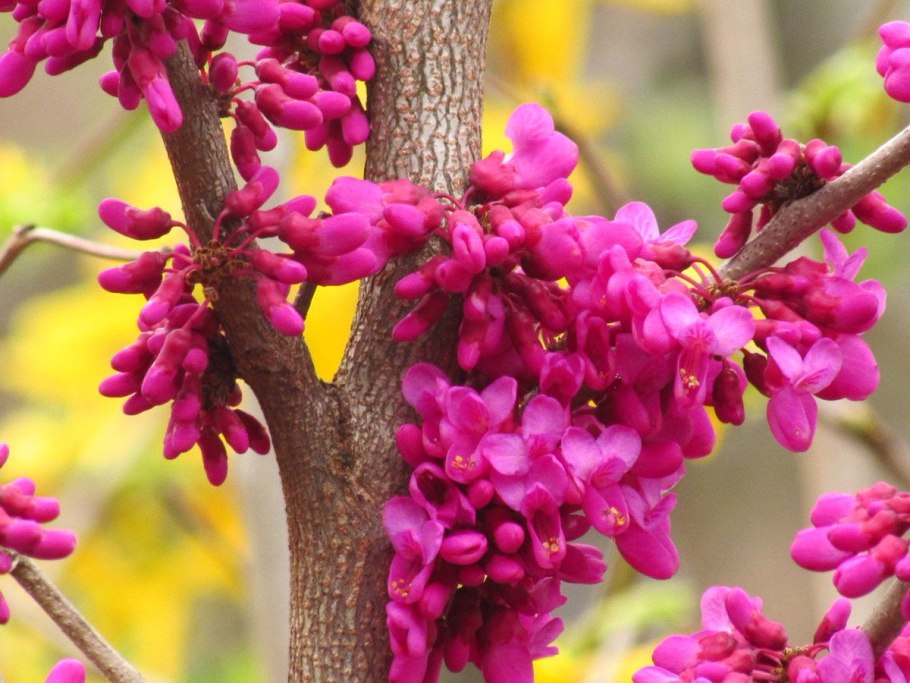 Багряник японский японский Cercidiphyllum japonicum