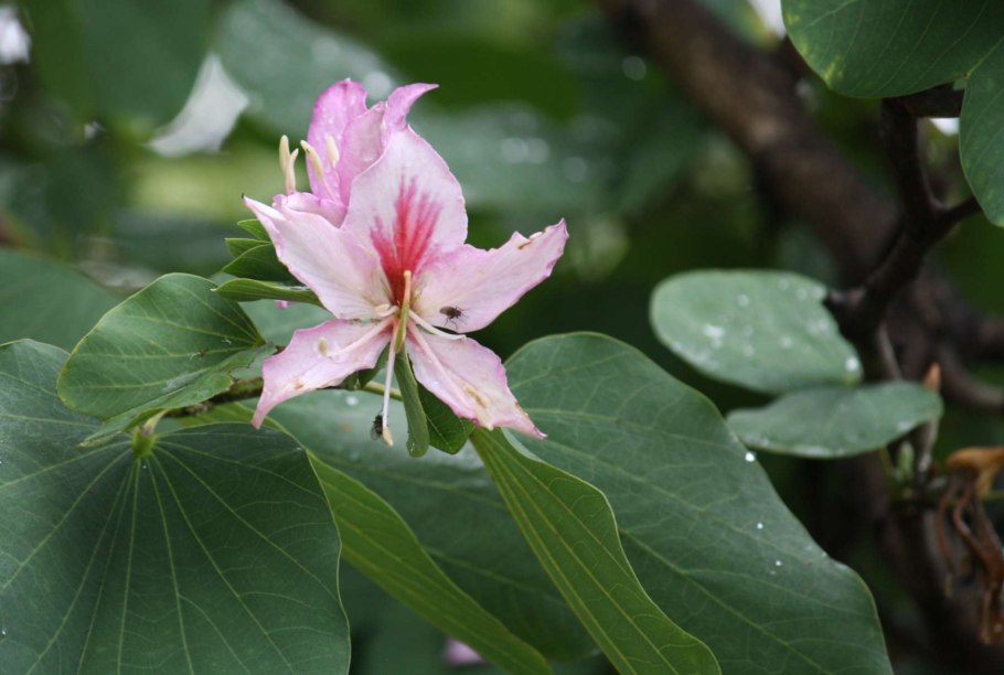 Баухиния пурпурная орхидейное дерево