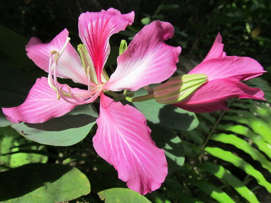 Багряник Иудино дерево