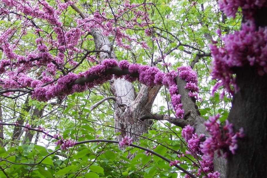 Багрянник канадский восходящее солнце