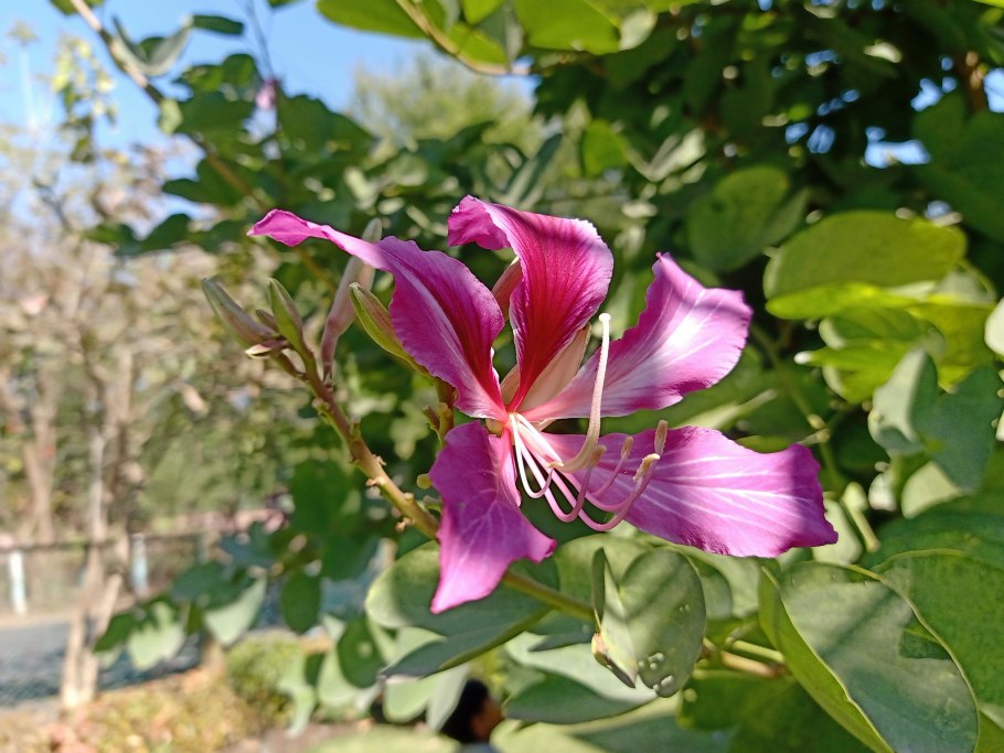 Баухиния пестрая